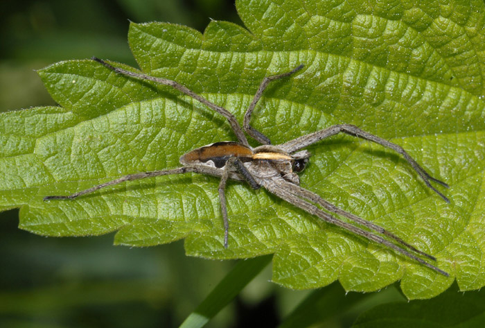 Thomisus onustus; Pisaura sp.